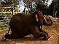 Pregnant elephant