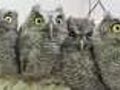 Baby Owls (7/12/11)