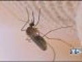 HealthWatch: Facts About Mosquito Bites