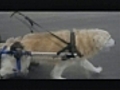 NH company makes One-size-fits all pet wheelchair