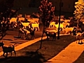 Coppia viene svegliata dalle capre fuori dalla loro casa