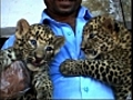 Indian zoo welcomes leopard cubs