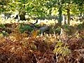 Dunham Massey Stag