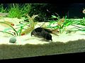 Aquarium Fish Feeding Frenzy