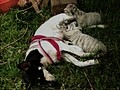 Dog Adopts Albino Tiger Cubs