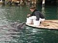 dolphins in israel.