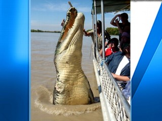 Giant 17-Foot Alligator: Real or Fake?
