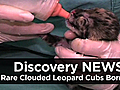 News: Rare Leopard Cubs Born