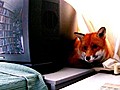 Fox Gets Its Own Apartment