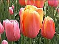 Tulip Festival in Albany