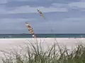 Royalty Free Stock Video SD Footage Static Shot of Sea Oats and Beach  in South Beach in the 90’s