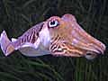 Psychedelic Cephalopods Swiftly Switch Color Schemes