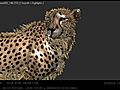 CG Cheetah - Make Of - IXOR