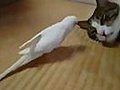 Cat vs annoying bird