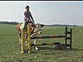 Leaping cow learns to show jump