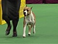 Westminster Kennel Club Dog Show - Best of Terrier Group