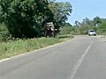 Close Call With An Elephant