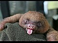 Yawning Baby Sloth