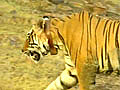 Poisoning may have killed Sariska tiger