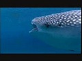 Requin baleine (Inventaire - La série animalière qui compte)