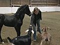 Goats befriend horse rejected by its mother