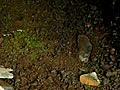 (2009.05.26.)知床半島羅臼町マッカウス洞窟的光苔