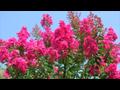 Crape Myrtle Care