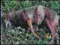 Coyote Trapper Might Be Hindered In Parkland