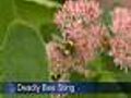 Man Receives Lethal Bee Sting