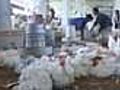 Bird flu hits Manipur, surveillance begins