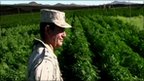 Play Mexico finds huge Marijuana farm