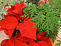 Poinsettia Centerpiece