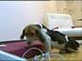 La hidroterapia para mascotas se pone de moda