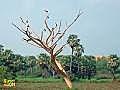 The Stork Colonies of Pathum Thani,  Thailand