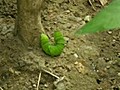 アゲハチョウ幼虫の行動１