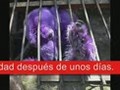 10 LOS ANIMALES MAS RAROS QUE HE VISTO!!