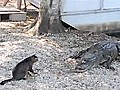 Cat protects kids from alligators