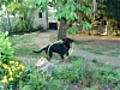 Un chien qui fait du hula hoop