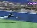 Japanese Baseball Deadly Diving Catch