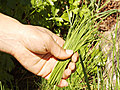 When Should You Pick Fresh Herbs?