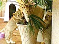 Family Live With Lions