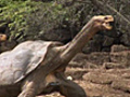 Eggs for rare Galapagos tortoise