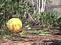 LION VS Big Yellow Ball!