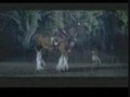 Budweiser Horse Training Cool Ads