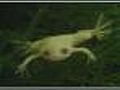 Boston Business: Mass. Job Gains; Frog Study