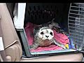 Alaska Seal Pup Rescue