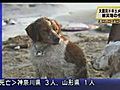 Dogs orphaned by Japan’s earthquake