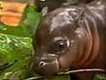 Baby hippo meets Polish public