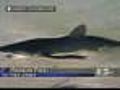 Shark Leaves Water At N.J. Beach