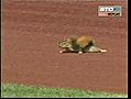 Écureuil fan de baseball